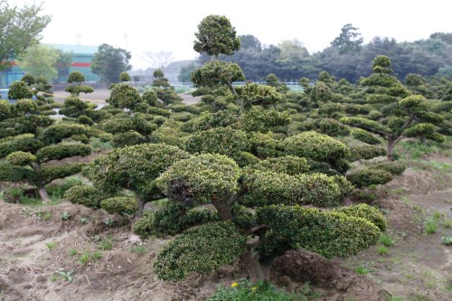 ［イヌマキ］中国の富裕層に人気が高く、バイヤーが頻繁に買い付けに来る。時にはこのような立派な木も売れることがある