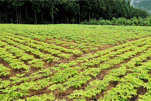 こんにゃく芋畑では、農薬を使わず藁を敷き込むことで雑草を抑えている。根腐れを防ぐ効果も。