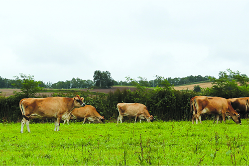 ストレスのない飼育環境で暮らすジャージー牛。搾乳時以外は放牧地でのびのびと過ごす。