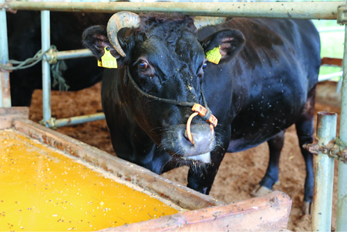 約8～10ヶ月間、経産牛を独自飼料で育てることで味わい深い肉質に高めていく。