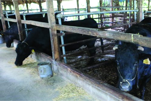 宮崎市内計3ヶ所の自社牧場で、約200～300頭の経産牛を飼育している。