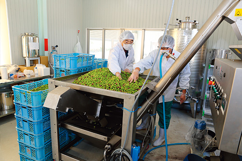 収穫後のオリーブは人の目と手で厳しい選別が行われ、高品質なオリーブオイルに加工される。