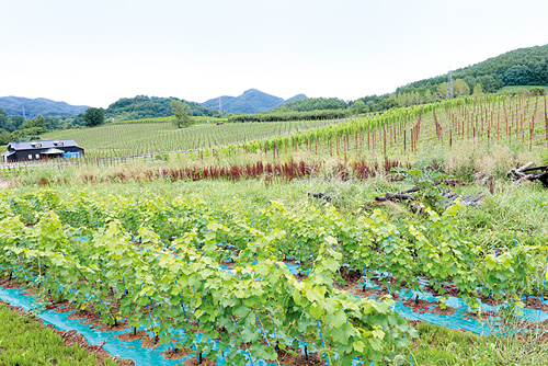(株)平川ファームは5haの畑を所有。そのうち4haで醸造用ブドウを栽培している。