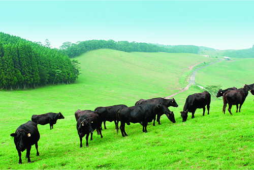 豊かな自然に囲まれた広大な放牧地。牛の健康状態を確かめながら1頭1頭愛情深く育て上げる。