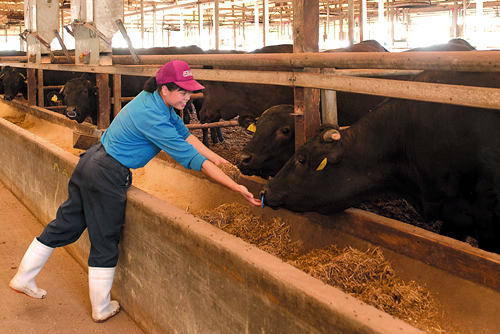牛舎は衛生管理が徹底され、牛にとって最大限ストレスフリーな環境が保たれている。