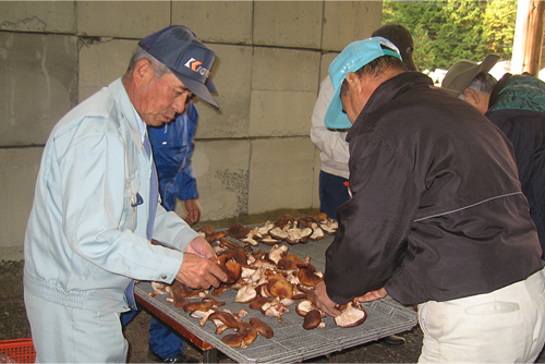 収穫した原木椎茸は、干し椎茸や佃煮等に加工して商品化。