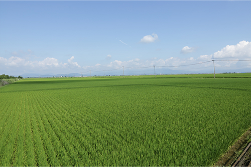 「肥前浜宿」にも使用される米、「夢しずく」は安全・安心の低農薬栽培。