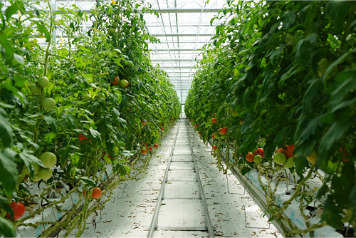 2.5haを誇る広大なトマト農園。オランダ式の施設園芸で、11品種を栽培している。