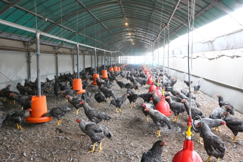 県の飼育条件よりもゆとりを持たせ、広い養鶏場でのびのびと育てられる黒さつま鶏。