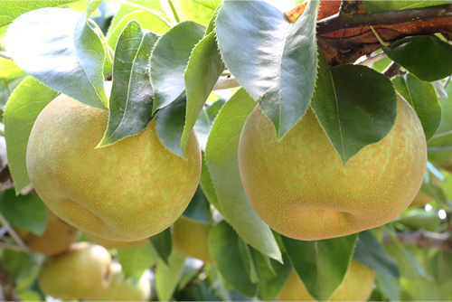 60aの広大な梨園では、「幸水」など8品種を栽培。みずみずしい味わいは、旬の夏季にぴったり。
