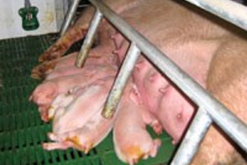 清潔感ある豚舎で頭数にゆとりを持たせ、のびのびと豚を飼育する。