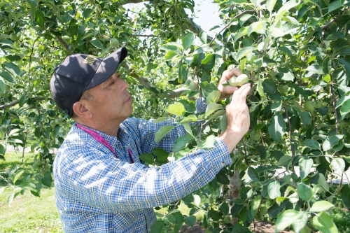 1haの敷地を持つ自社農園では、6反分のりんごが生産される。