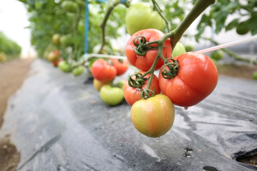 土壌栽培で丁寧に育てられたみずみずしいトマトは、直売所でも人気の商品だ。