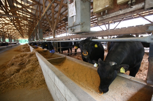 牛舎は十分なゆとりを持たせ、暑さや寒さ対策も綿密に行われる。	