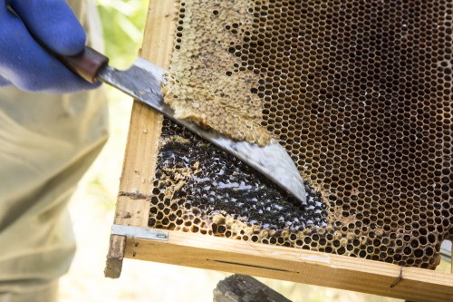 蜜蓋が多い巣には、水分が飛び熟成した蜂蜜ができている。