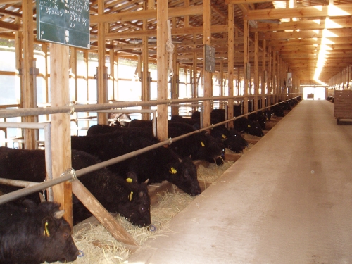 一頭一頭仕切られている牛舎は全国的に珍しく、健康管理に高い意識が向けられている。