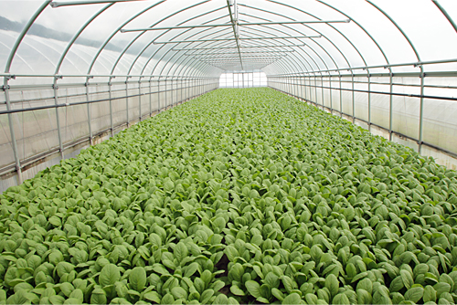 小松菜を生産するルンビニ農園。低農薬栽培によって、エグミの少ない味わいが特長。