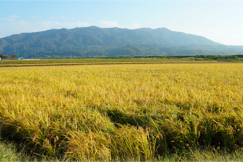 美しい黄金色の田園風景。稲作に適した新潟の風土が、美味しい米を作り出す。