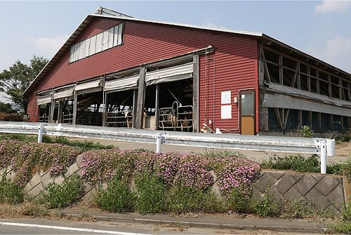 川田牧場の牛舎。ホルスタインとブラウンスイスを育成している。