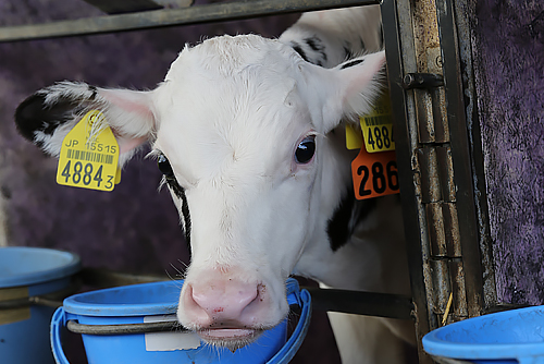 (株)オークリーフ牧場では、生後2週間から7ヵ月の子牛を肥育している。