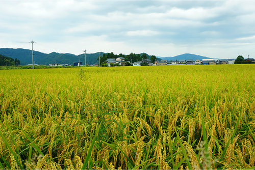 メタンガスをエサにする微生物により、環境と稲にやさしい農業を実現。随時残留農薬検査も行われている。