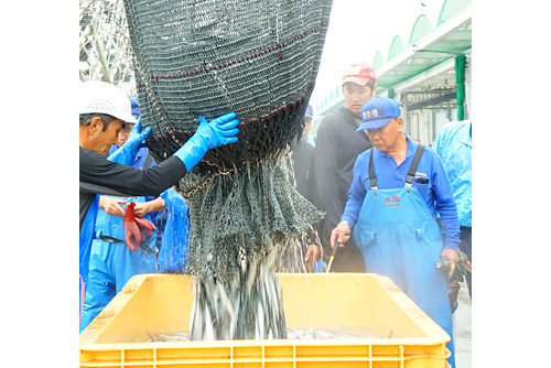 船団漁業によるサンマの水揚げ量は国内トップ。