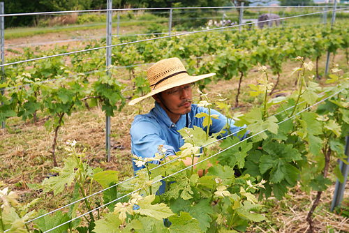「千曲川ワインアカデミー」の卒業生たちが生産するワイン用ブドウ。