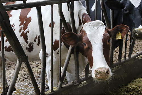 高い品質レベルをクリアした牧場で飼育される牛の生乳は最高品質。