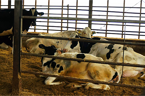 衛生的でストレスのない環境で、のんびりとくつろいでいる乳牛。1日に朝と夕方2回搾乳される。