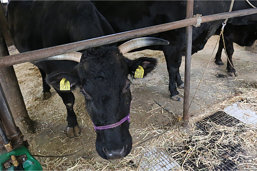 経産牛の仕入れ先はブランド和牛の元となる九州産を主としている。