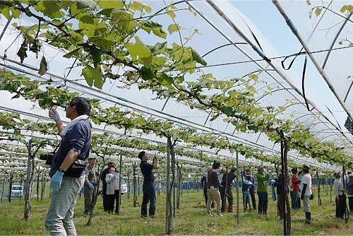 都農のワイン用ぶどうは、垣根仕立てではなく、平棚仕立てで栽培されている。